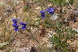 Delphinium grandiflorum