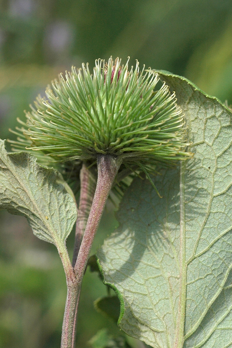 Изображение особи Arctium leiospermum.