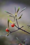 Daphne mezereum