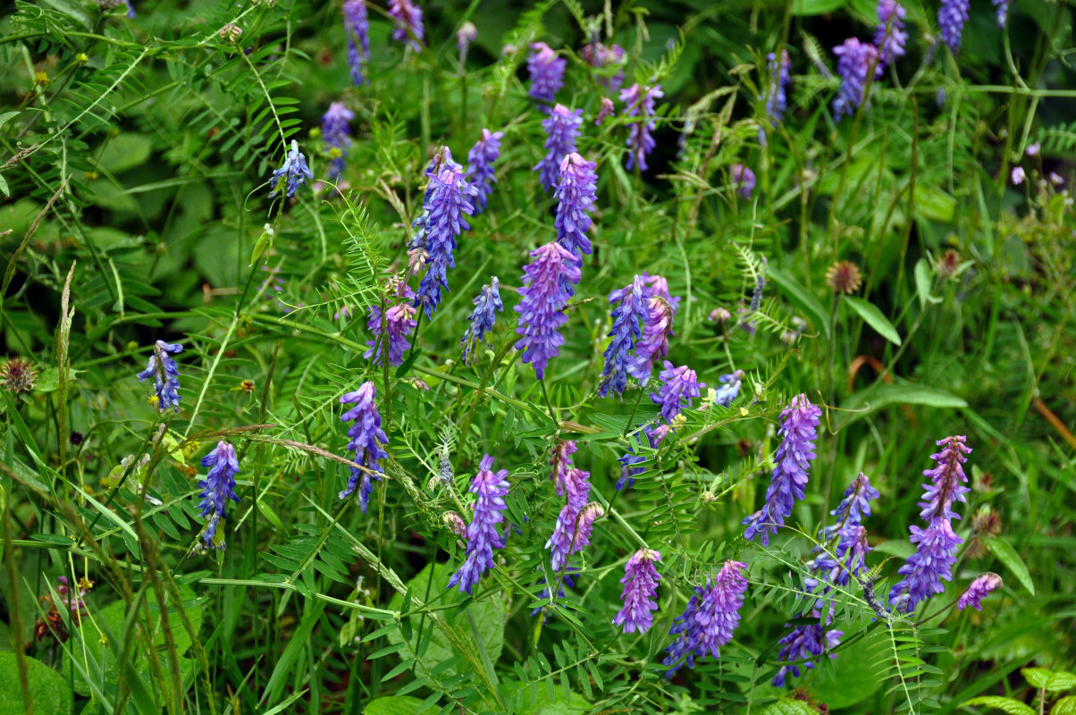 Image of Vicia cracca specimen.