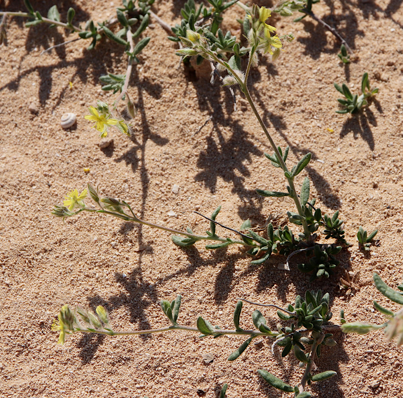 Image of Helianthemum kahiricum specimen.
