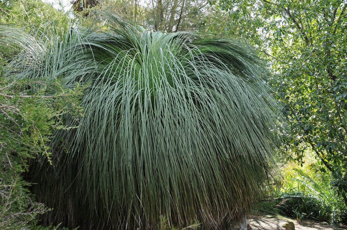 Изображение особи Xanthorrhoea quadrangulata.