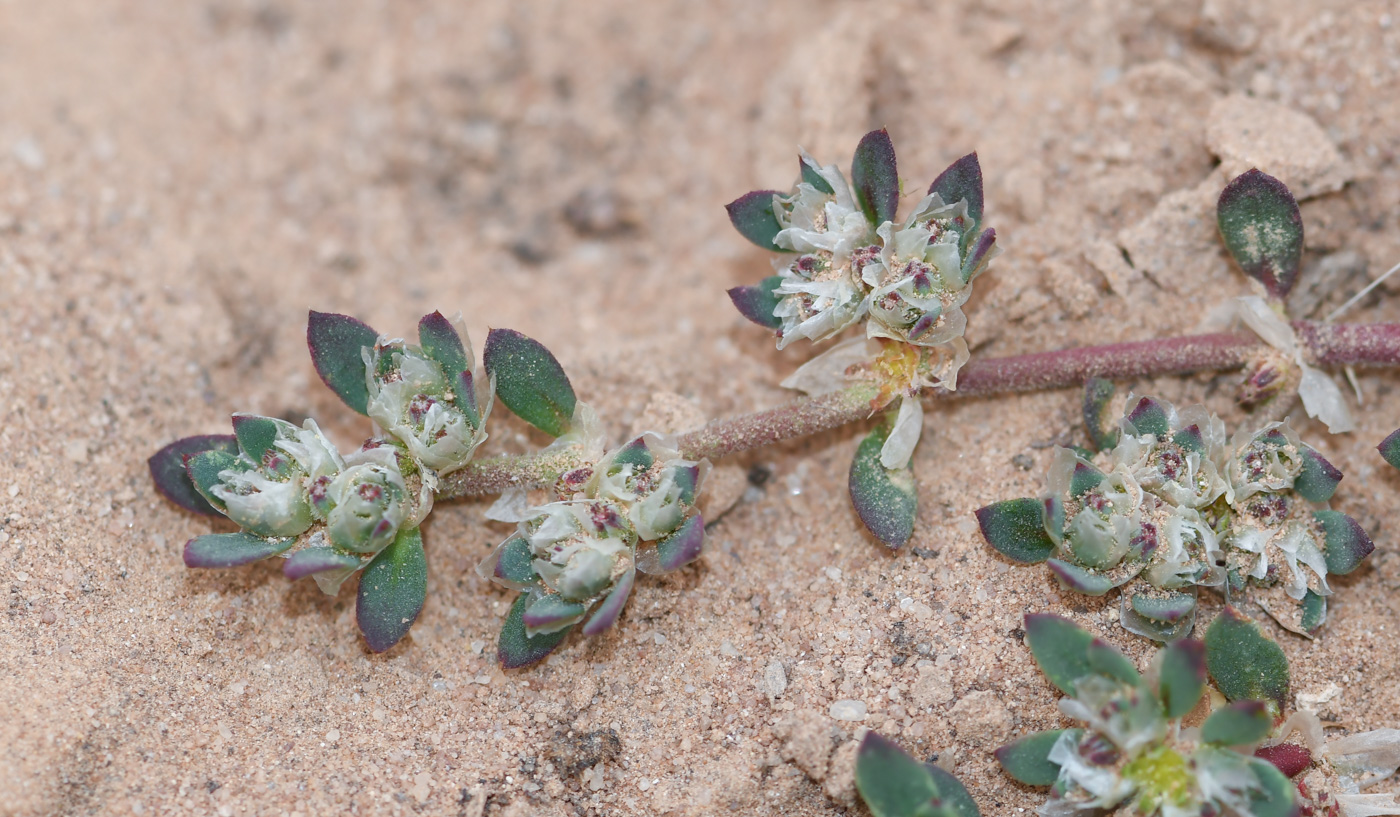 Image of Paronychia arabica specimen.