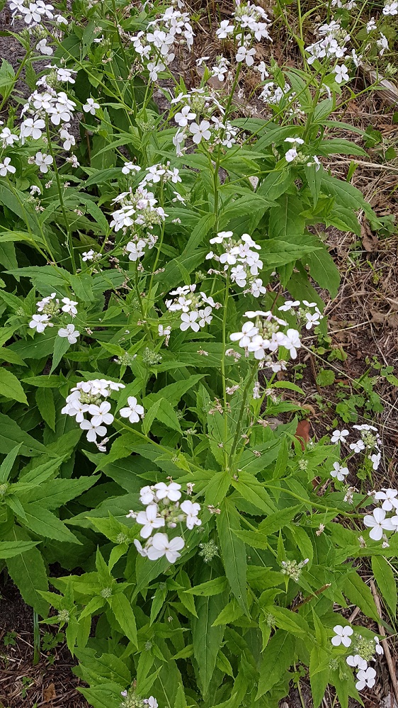 Изображение особи Hesperis nivea.