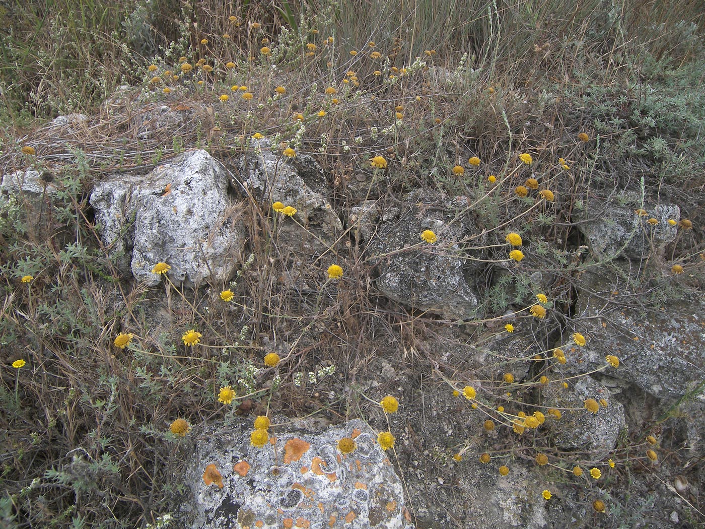 Изображение особи Anthemis monantha.