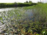 Sagittaria natans