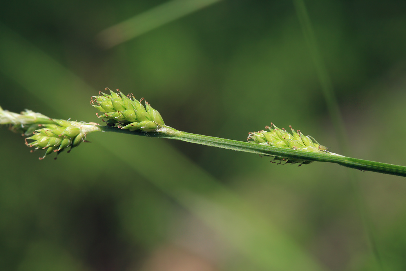 Изображение особи Carex canescens.