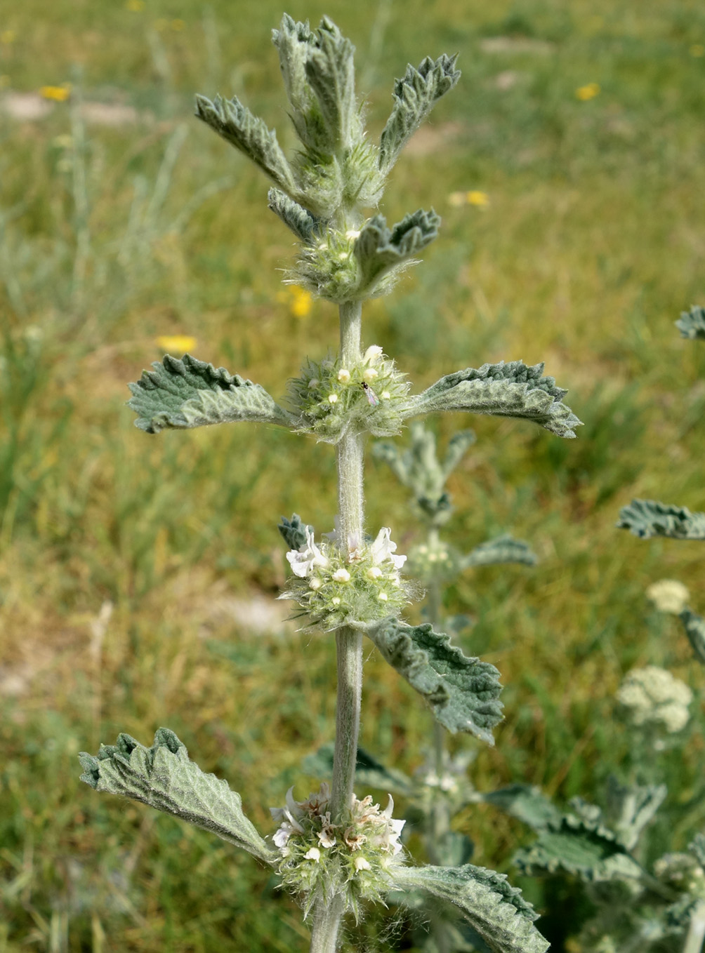 Изображение особи Marrubium anisodon.