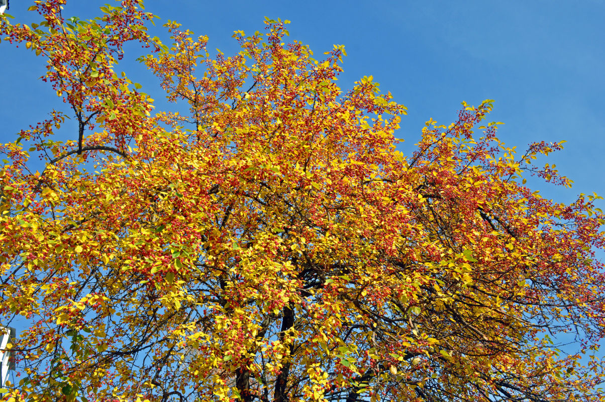 Изображение особи Malus baccata.