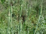 Tragopogon pseudomajor. Верхушки побегов с закрытыми соцветиями. Кыргызстан, Чуйчкая обл., восточная окр. с. Восток, на краю заросшего поля. 20.05.2019.