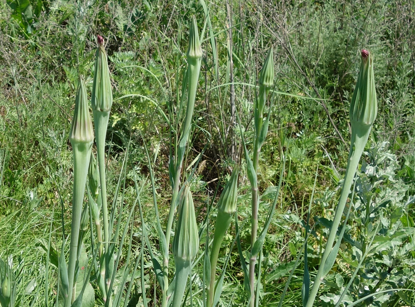 Изображение особи Tragopogon pseudomajor.