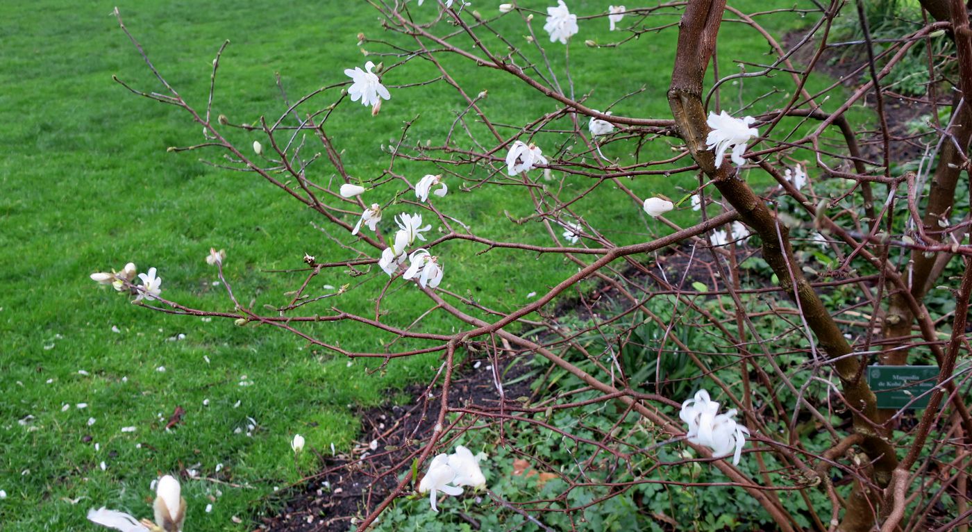 Image of Magnolia kobus specimen.