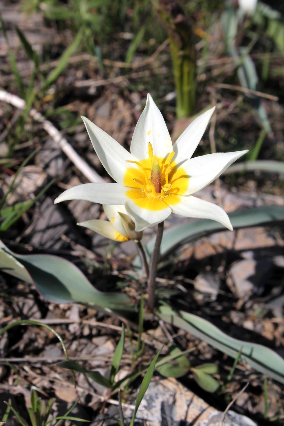 Изображение особи Tulipa turkestanica.