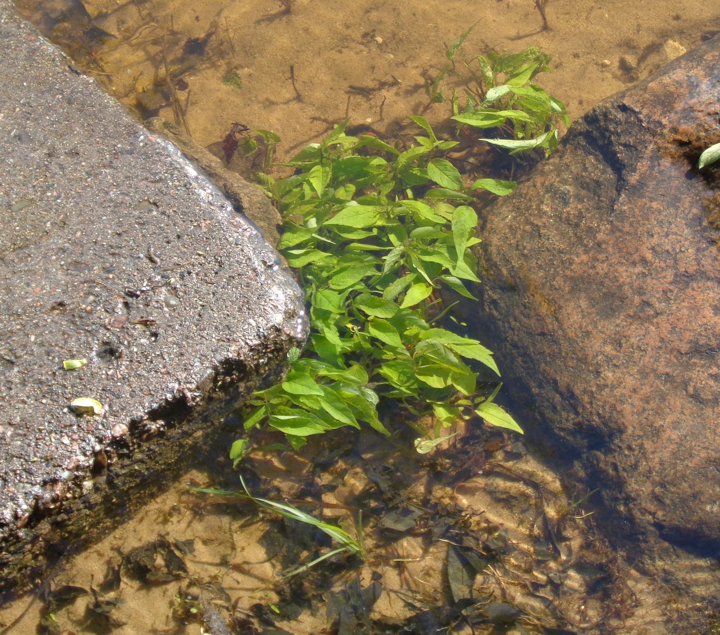 Image of Acer negundo specimen.