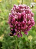 Allium rotundum