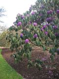 Rhododendron lanigerum