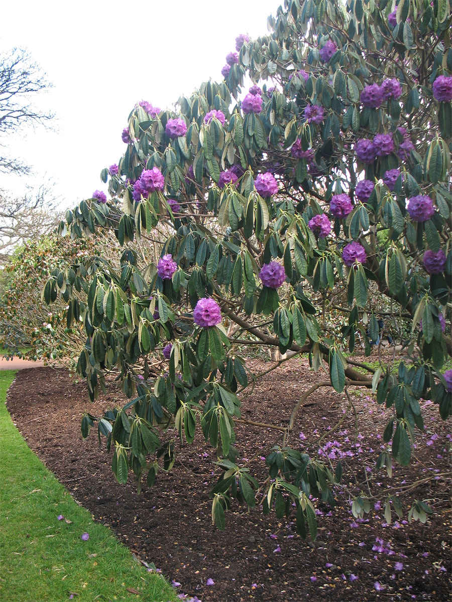 Image of Rhododendron lanigerum specimen.