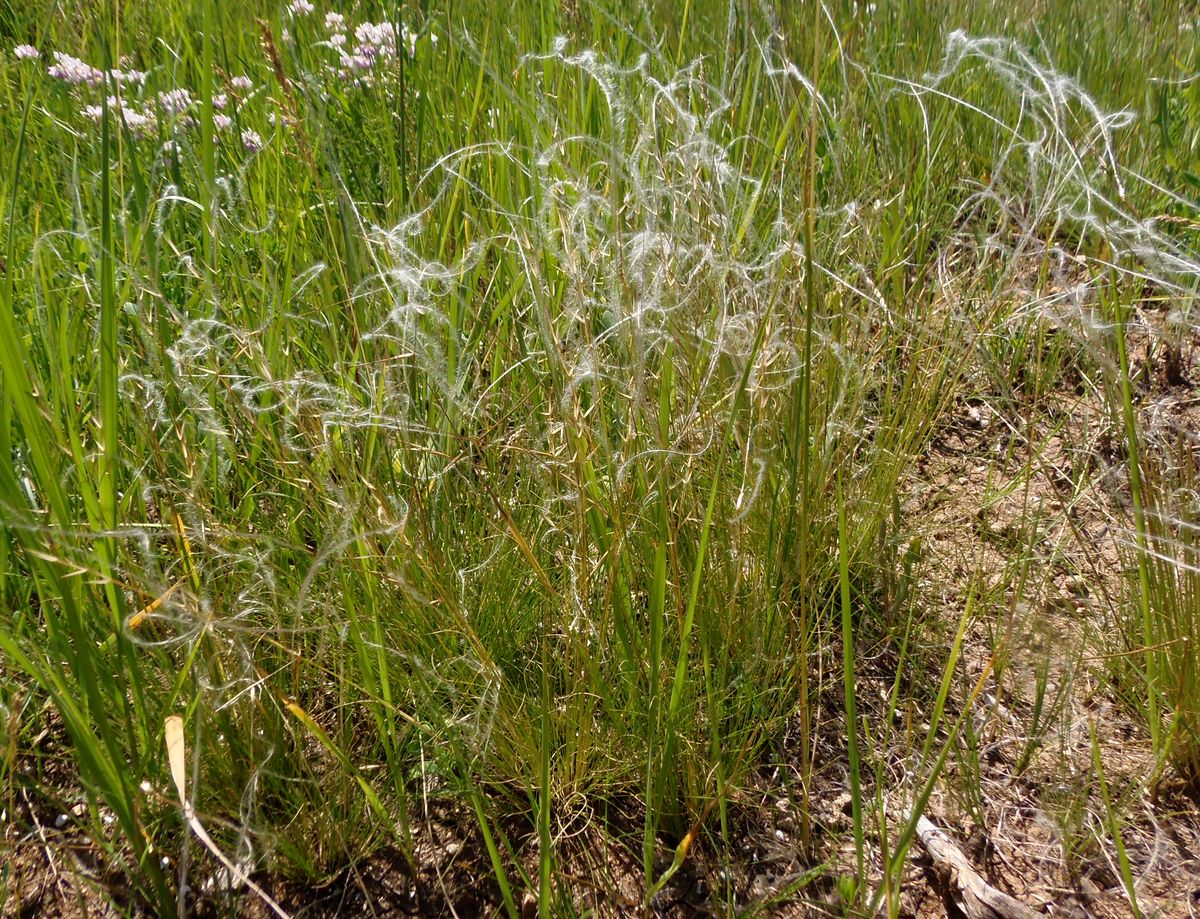 Изображение особи род Stipa.