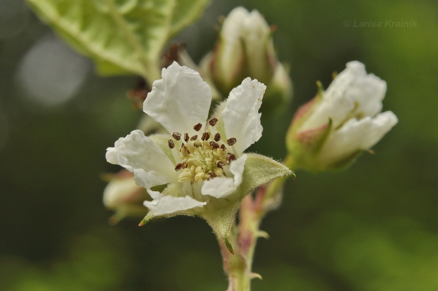 Изображение особи Rubus crataegifolius.