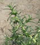 Salsola soda. Веточка с цветком. Краснодарский край, пойма р. Ея у хут. Гудко-Лиманский, дно высохшей лужи. 30.08.2010.