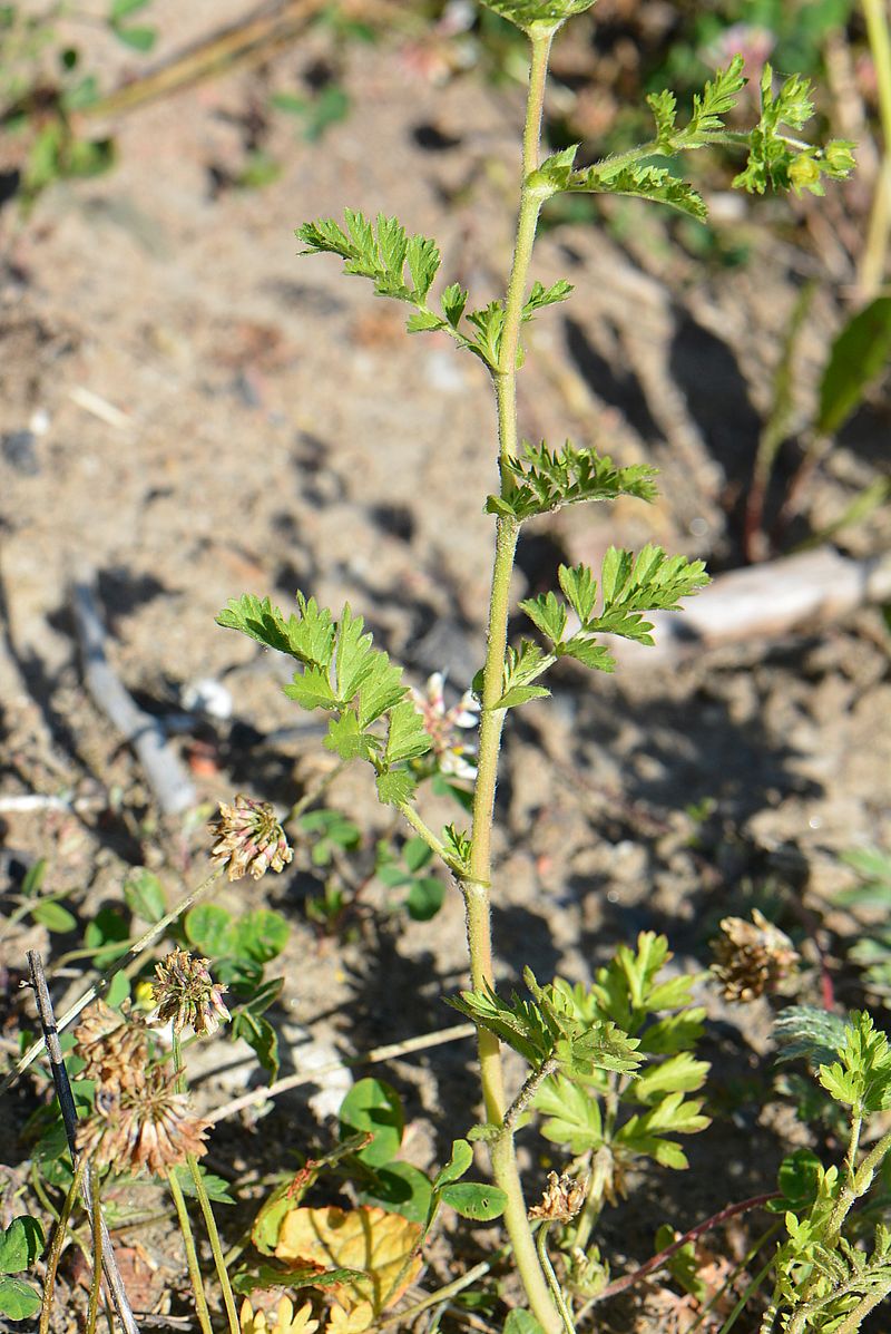 Image of Potentilla supina specimen.