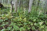 Pyrola incarnata