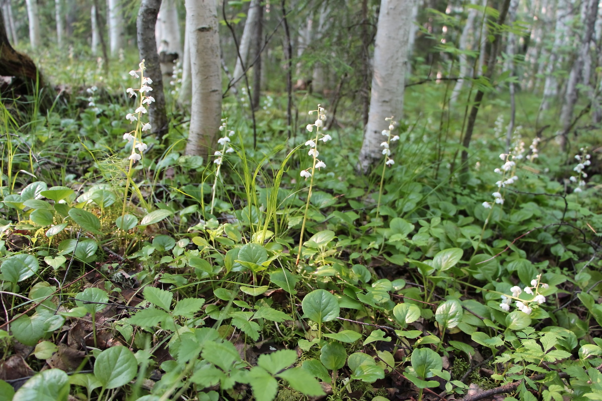 Image of Pyrola incarnata specimen.