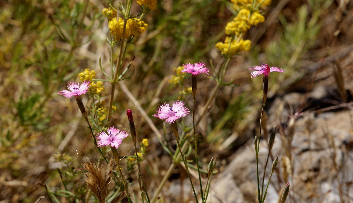 Image of Dianthus karataviensis specimen.