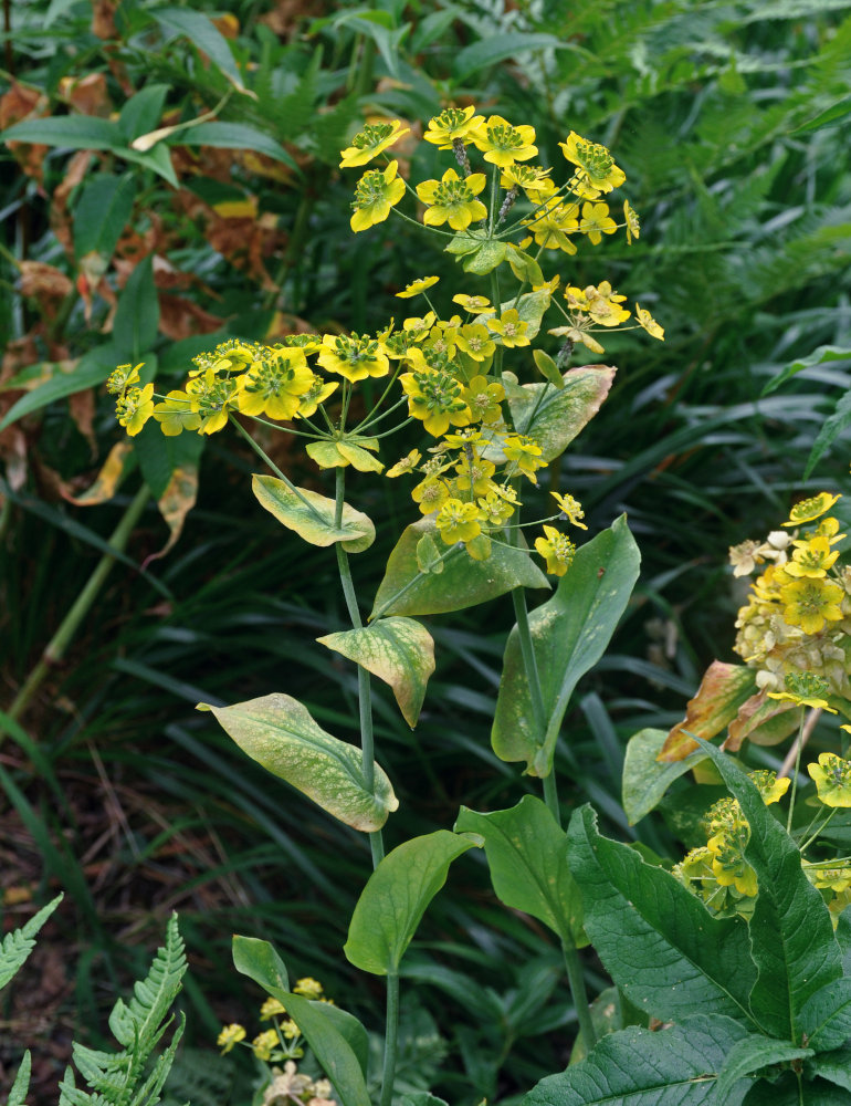 Изображение особи Bupleurum longifolium ssp. aureum.