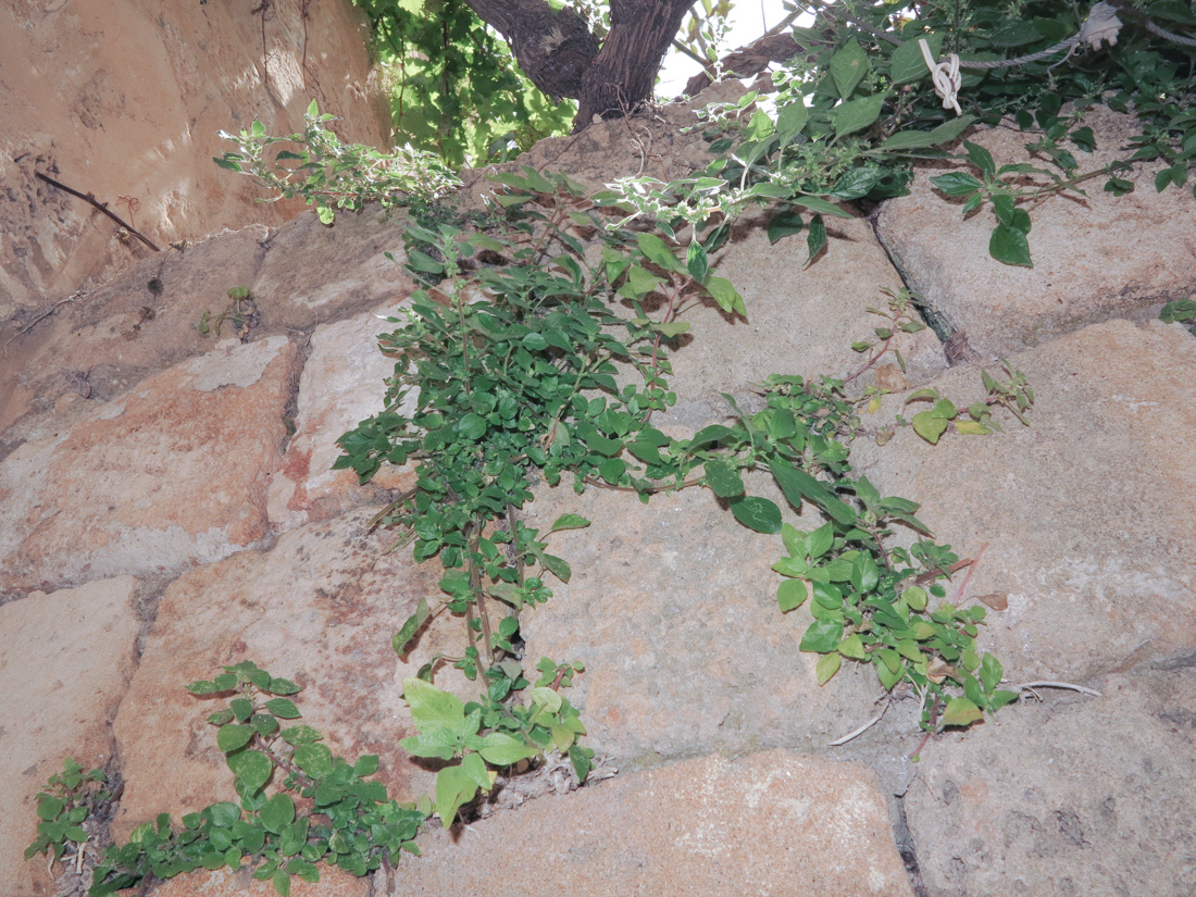 Изображение особи Parietaria elliptica.