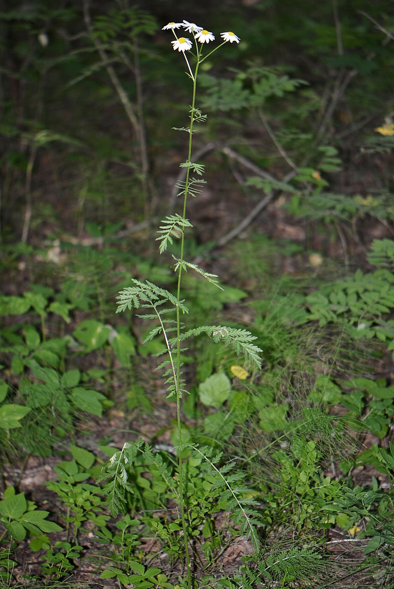 Изображение особи Pyrethrum corymbosum.