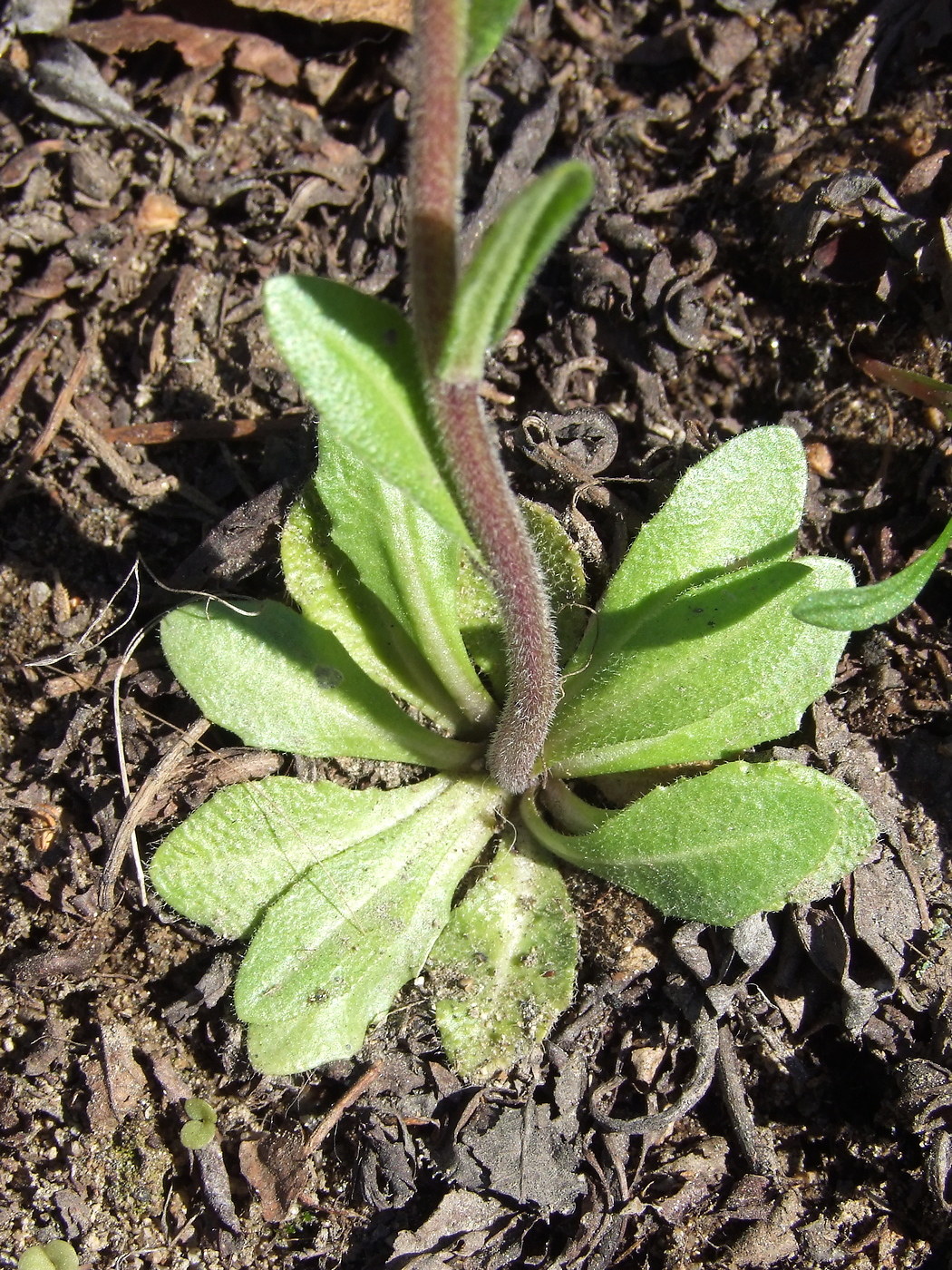 Image of Arabis sagittata specimen.