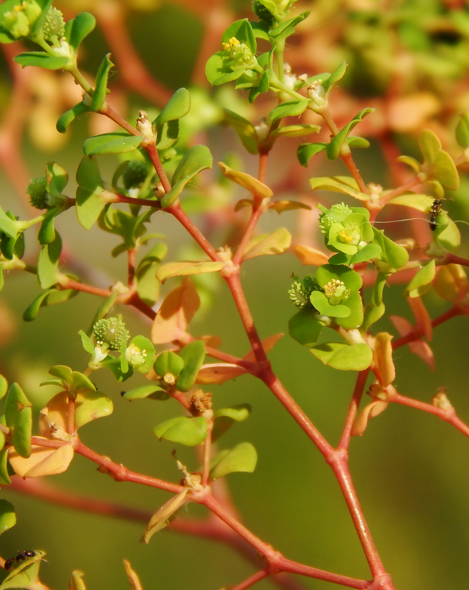 Image of Euphorbia stricta specimen.