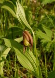 Cypripedium calceolus. Нераспустившийся цветок. Вологодская обл., Вытегорский р-н., заказник \"Атлека\", на заболоченном берегу руч. Белый. 17.06.2006.