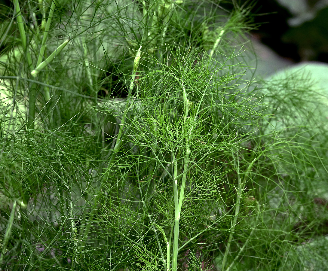 Image of Foeniculum vulgare specimen.