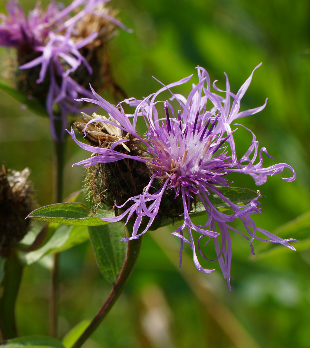 Изображение особи Centaurea phrygia.