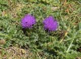 Cirsium acaule