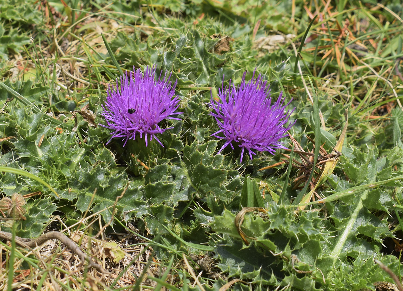 Image of Cirsium acaule specimen.