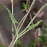 Caiophora cirsiifolia. Часть побега. Перу, регион Куско, археологический комплекс \"Писак\", нижняя часть склона северо-западной экспозиции. 12.10.2020.