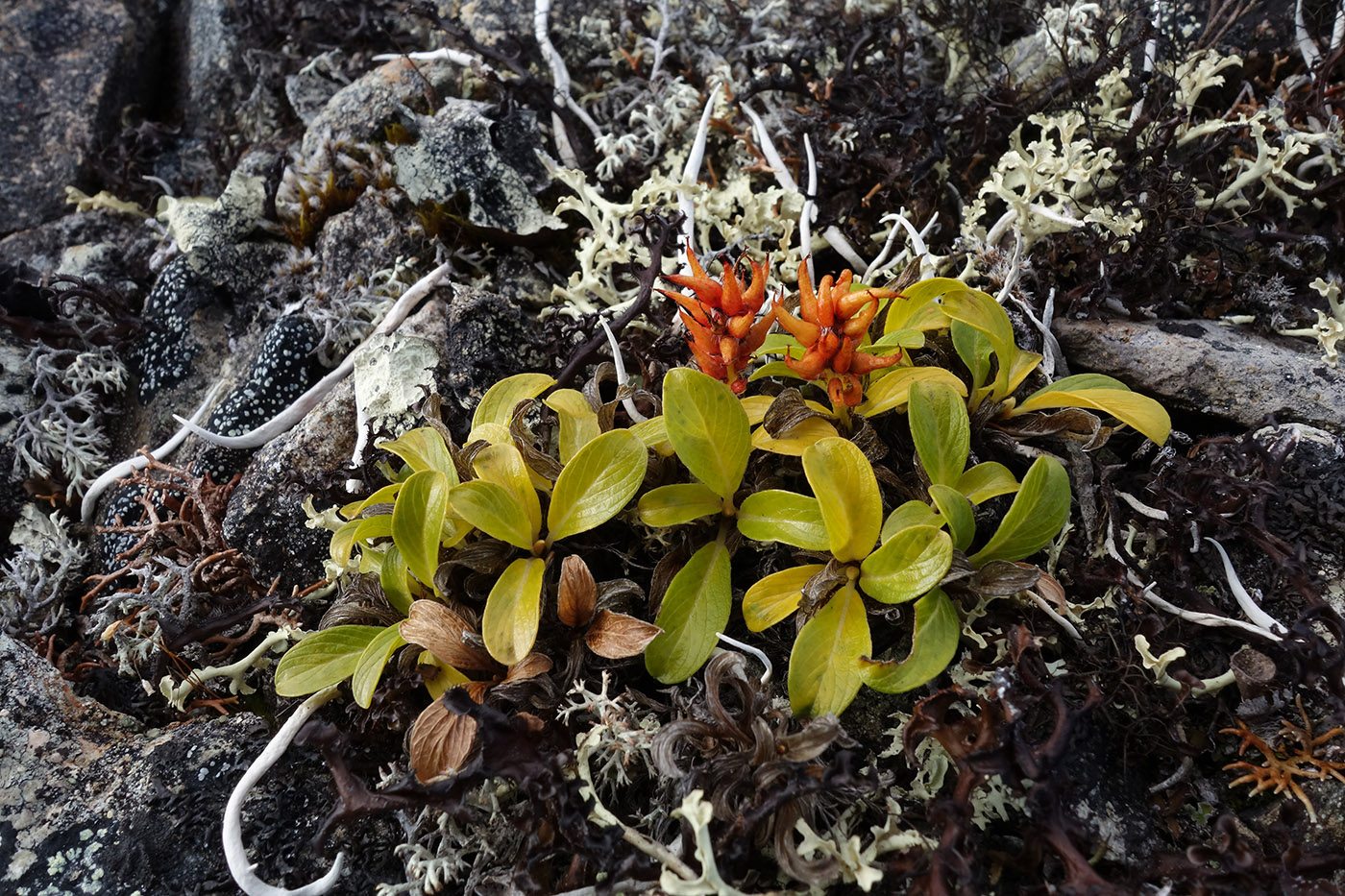 Изображение особи Salix phlebophylla.