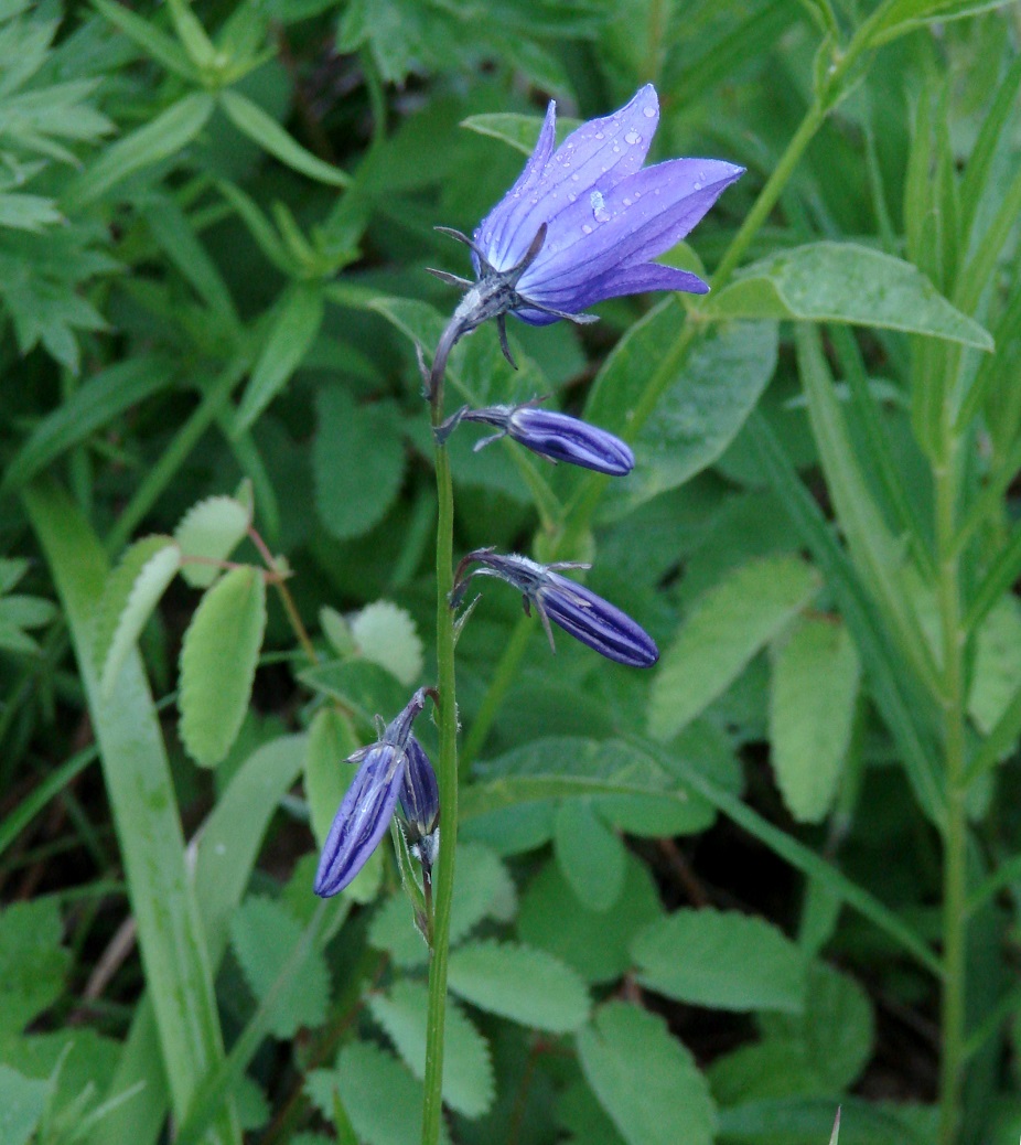 Image of Campanula turczaninovii specimen.