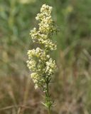 Galium × pomeranicum. Соцветие. Саратовская обл., Балашовский р-н, окр. с. Старый Хопёр, долина р. Тростянка, берег пруда Почтовый, разнотравный луг. 17.06.2019.