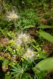Pulsatilla patens. Плоды. Тверская обл., Весьегонский р-н, берег р.Реня, сосновый бор. 18 июня 2020 г.