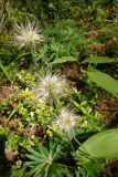 Pulsatilla patens