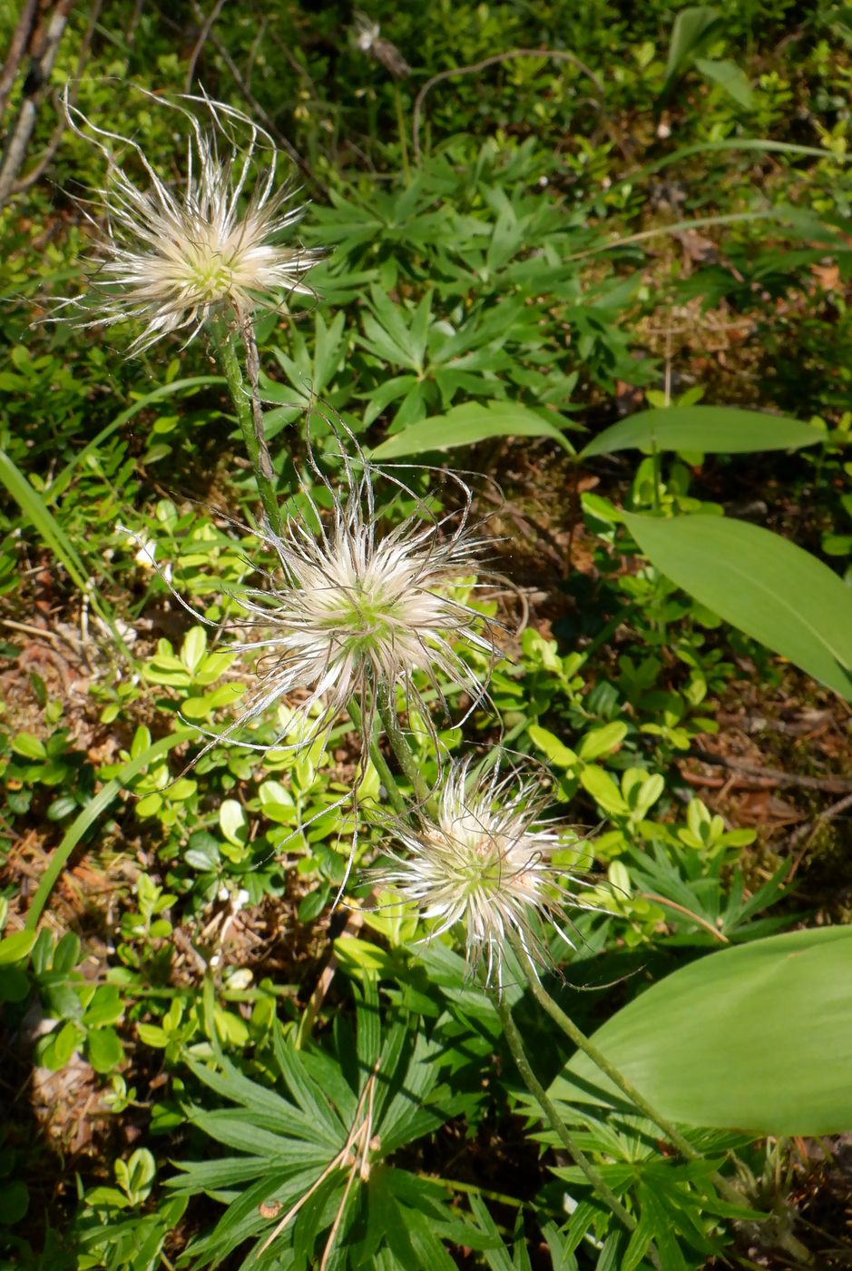 Image of Pulsatilla patens specimen.