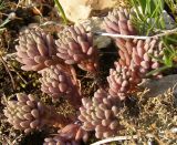 Sedum hispanicum