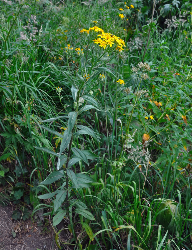 Image of Senecio nemorensis specimen.