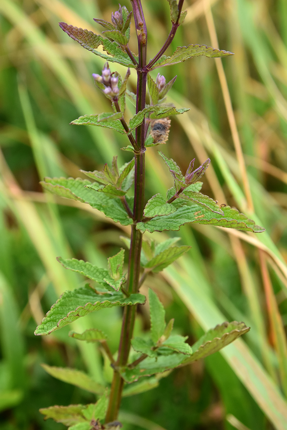 Image of Nepeta nuda specimen.