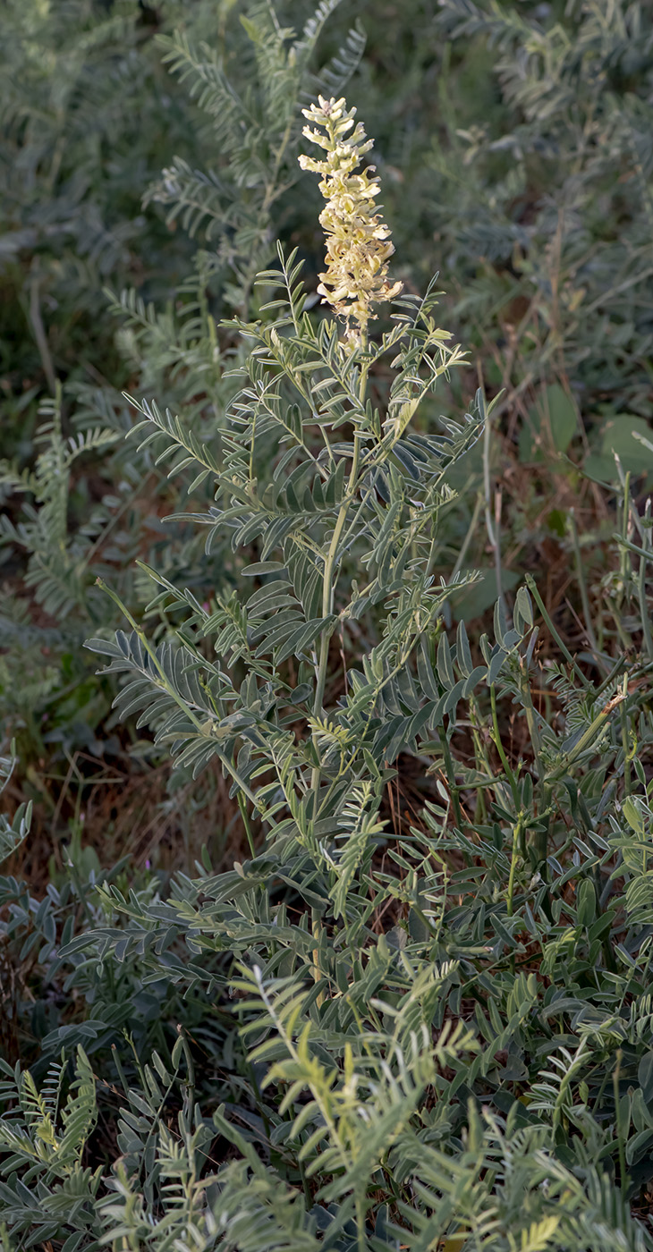 Изображение особи Pseudosophora alopecuroides.