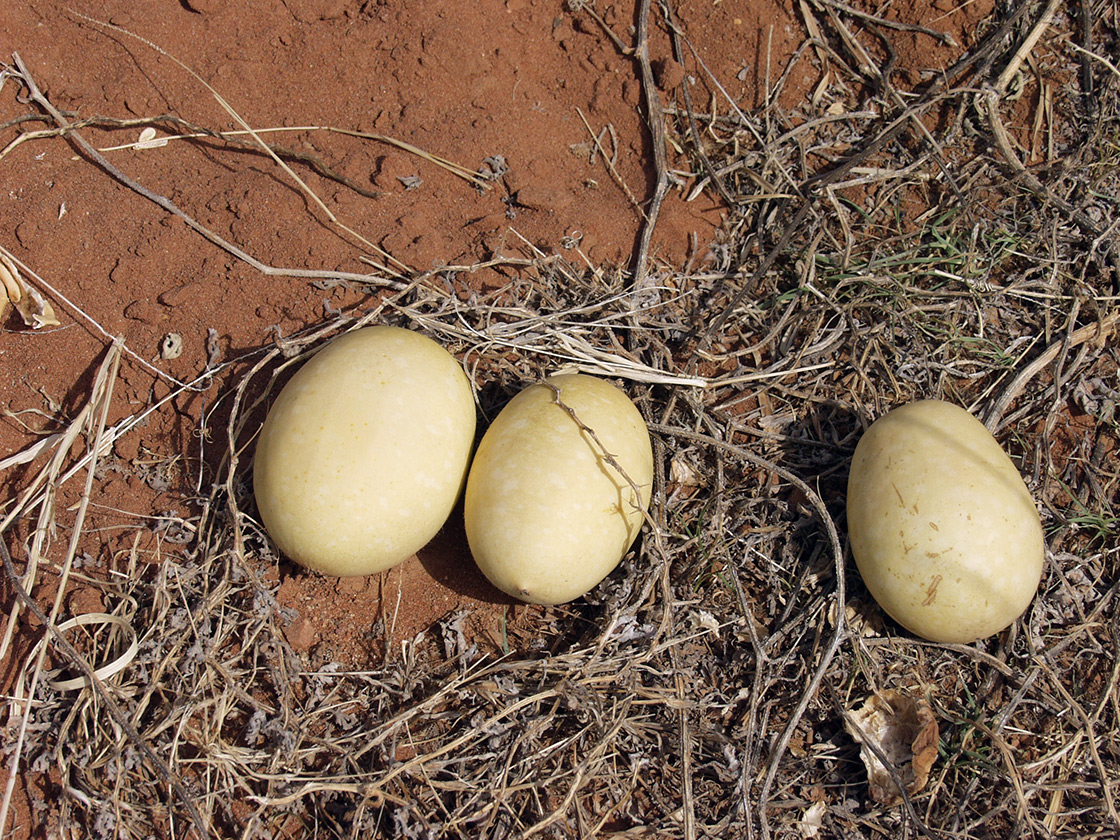 Изображение особи Citrullus colocynthis.